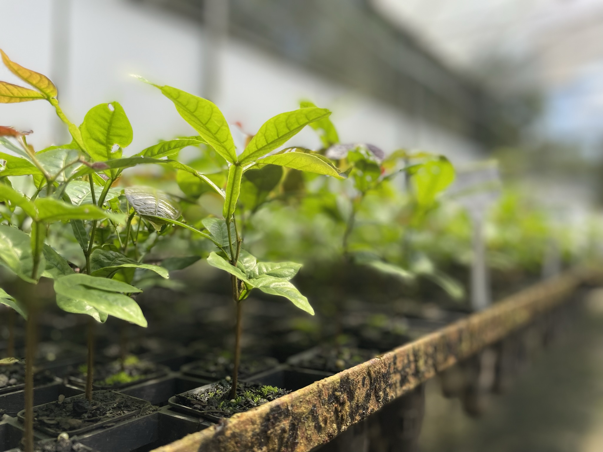 Centro De Biodiversidade Do Legado Das Guas Une Tecnologia E Pesquisa