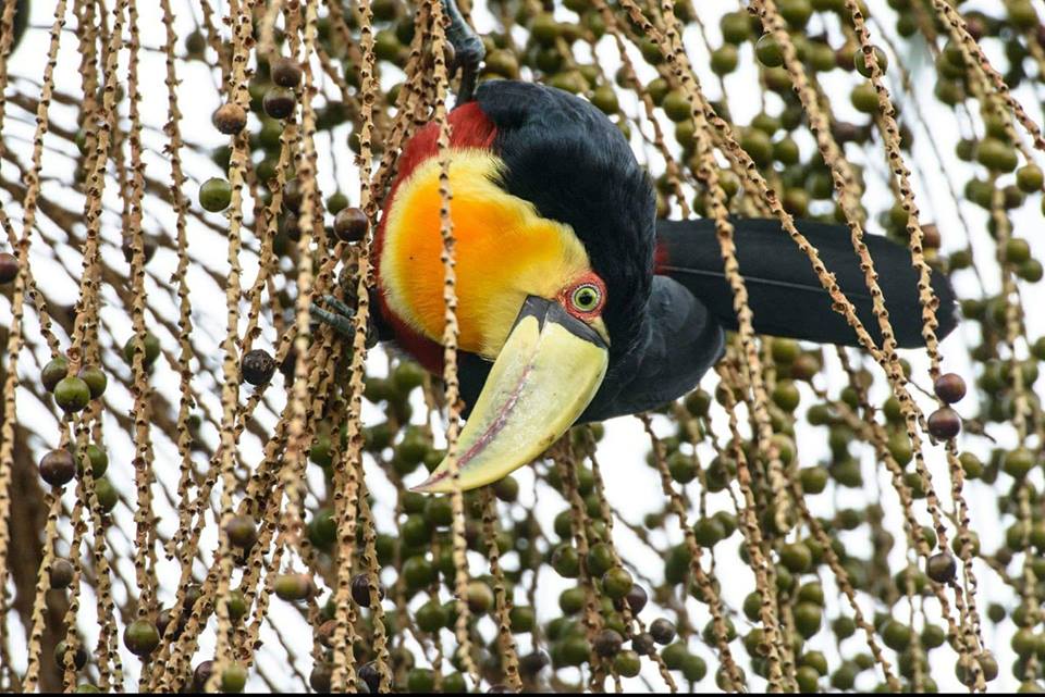 Fauna ameaçada de extinção!