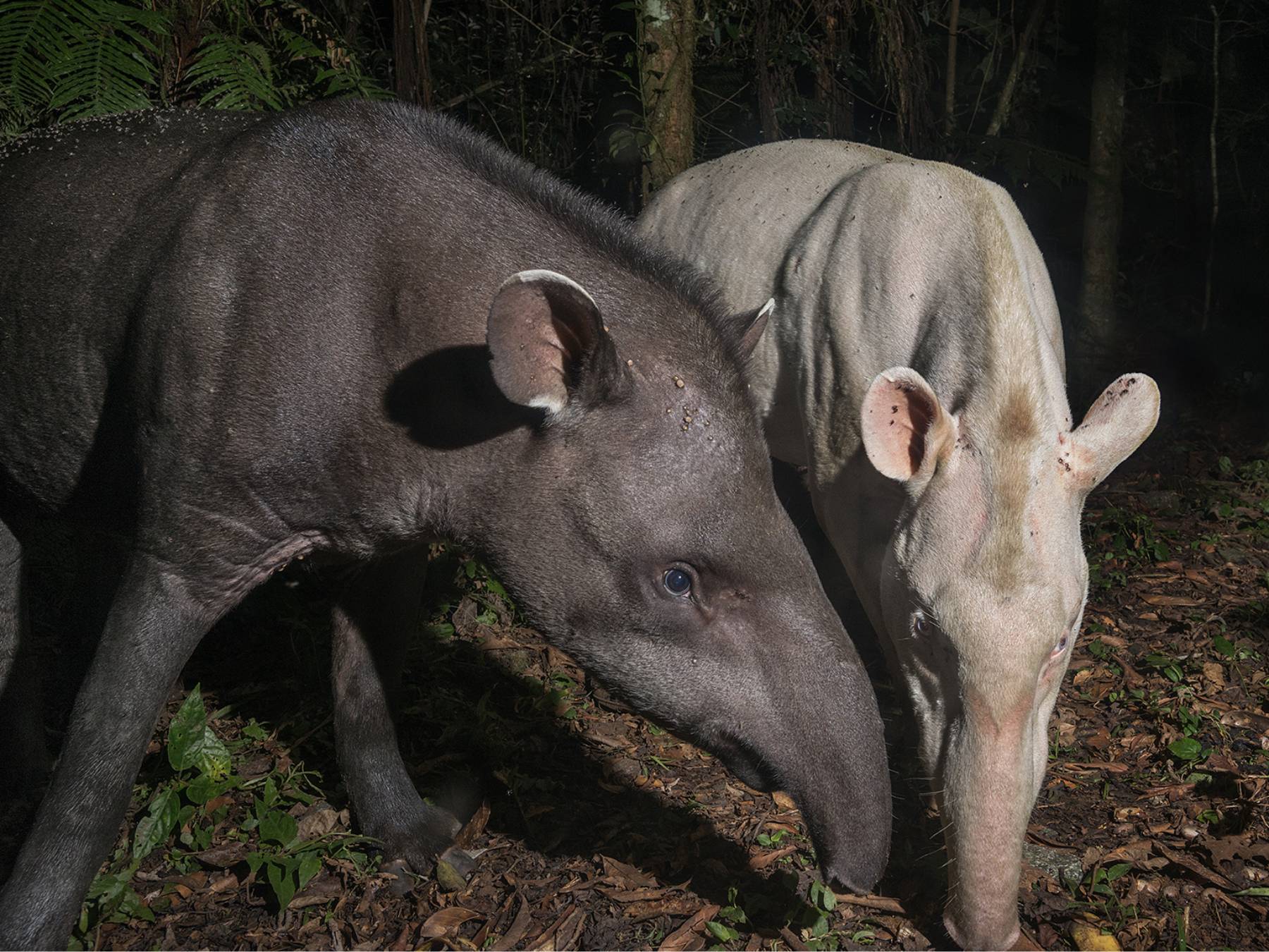 Mata Atlântica é o bioma com mais espécies de fauna e flora