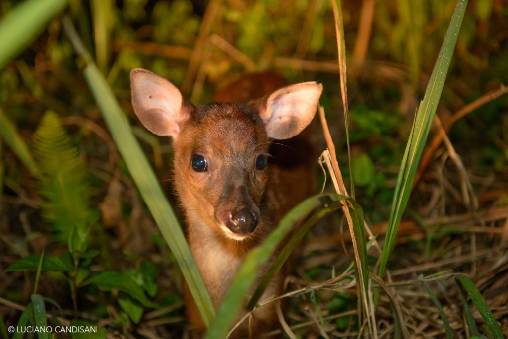 Fauna ameaçada de extinção!