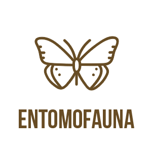 Entomofauna