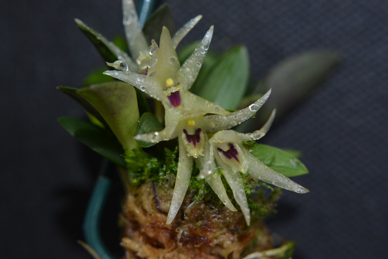 Orquídea extinta no Estado de São Paulo retorna à Mata Atlântica com  reprodução em laboratório – Legado das Águas