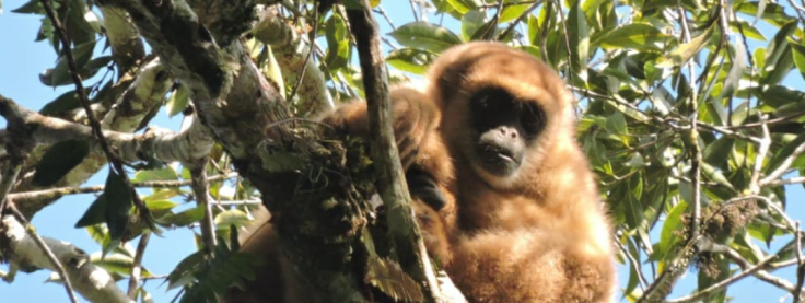 Espécies de macaco - Importância para o equilíbrio do meio ambiente