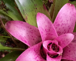 Bromélias: oásis escondidos nos corações das florestas